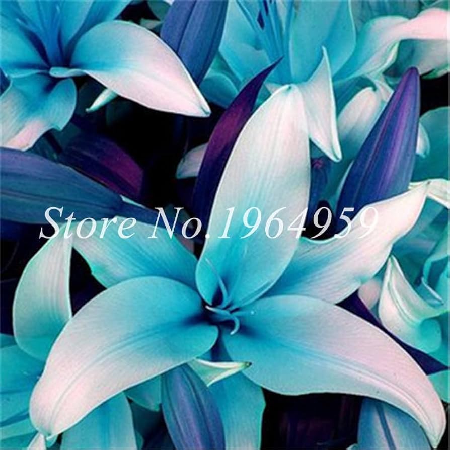 lilly❤︎‬ Vigoro 1.71 Pint Orange Asiatic Lily Plant 10066 - The Home